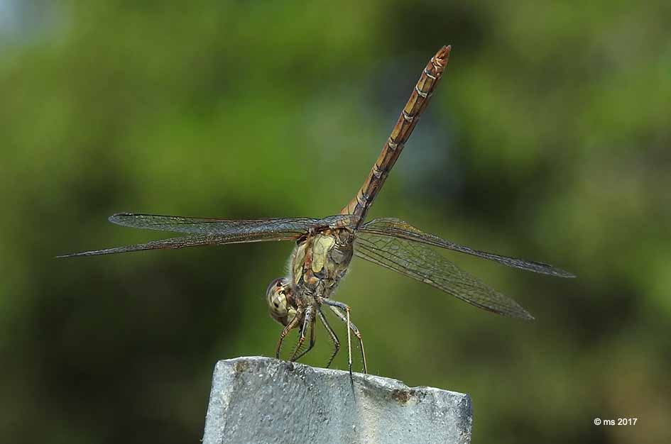 Sympetrum striolatum